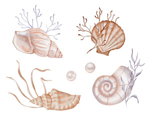 Watercolor set of compositions of Seashell and Seaweed, pearls. hand drawn illustration of pastel color Sea Shell and Algae on isolated background. Undersea element for design in marine vintage style.