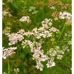 Coriander flower blooming in the coriander field. Coriander white flowers in garden. flowering coriander plant (coriandrum sativum) with white flowers. vegetable flowers.