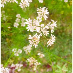 Coriander flower blooming in the coriander field. Coriander white flowers in garden. flowering coriander plant (coriandrum sativum) with white flowers. vegetable flowers.