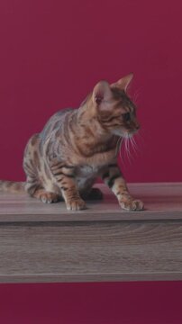 A Curious and Playful Bengal Cat Sitting on a Wooden Surface, Exploring its Surroundings