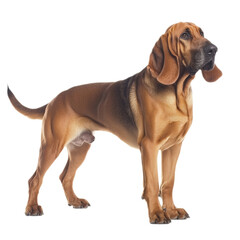 Bloodhound Dog Breed Portrait on White Background.