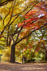 秋の神代植物公園の紅葉（東京都調布市）