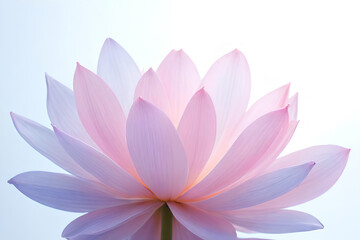 pink lotus flower