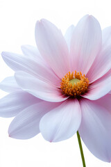 Obraz premium lotus flower isolated on white