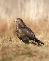 Common buzzard Buteo buteo in the fields in autumn, buzzards in natural habitat, hawk bird on the meadow, predatory bird close up