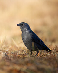 Bird - bird on tree Jackdaw Corvus monedula, Poland Europe autumn time