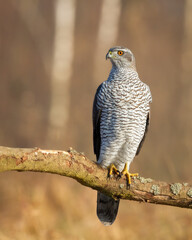 Birds of prey Goshawk Accipiter gentilis bird hunting time Poland Europe adult male bird sitting on the tree