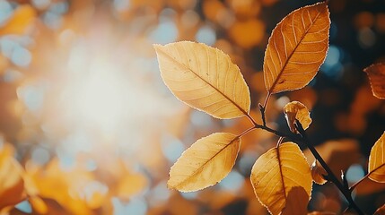 Obraz premium Autumn leaves against sunny blue sky in forest, natural beauty, background, textures