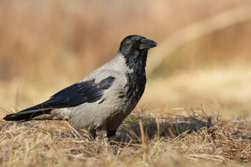 Bird - Hooded crow Corvus cornix in autumn meadow Poland Europe