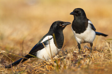Bird - Common magpie Pica pica sitting bird, very smart and clever bird with black and white plumage on autumn sunset red yellow warm background