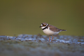 Shorebird Charadrius dubius, Little Ringed Plover on blurred background summer time Poland Europe