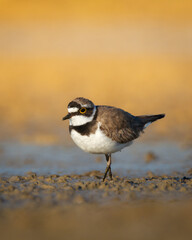 Shorebird Charadrius dubius, Little Ringed Plover on blurred background summer time Poland Europe