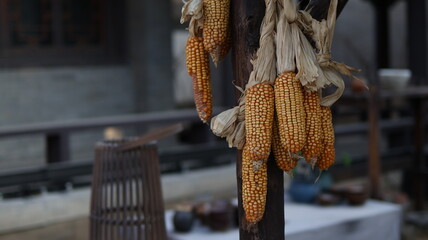 A Close-up of Rustic Dried Corn Cobs Hanging on a Wooden Post