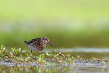 Shorebird Broad-billed sandpiper Limicola falcinellus, Calidris falcinellus bird with long beak, standing in the mud, blurred background, migratory bird, summer in Poland, Europe