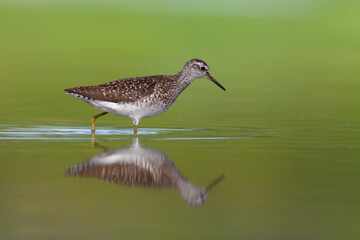Shorebirds - Wood Sandpiper Tringa glareola, wildlife Poland Europe summer time migratory bird