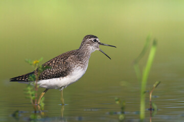 Shorebirds - Wood Sandpiper Tringa glareola, wildlife Poland Europe summer time migratory bird