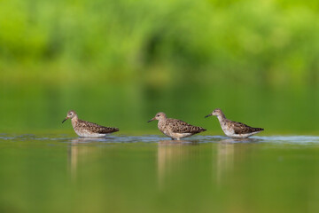 Shorebird - Philomachus pugnax, Ruff on summer time, migratory bird Poland Europe