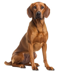 Redbone Coonhound Dog Sitting