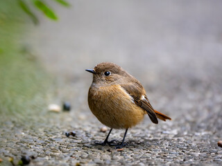 地面に降りて木の実を食べに来たジョウビタキの雌