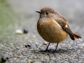 地面に降りて木の実を食べに来たジョウビタキの雌