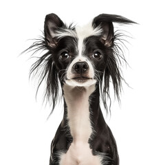 Portrait of a Chinese Crested Dog