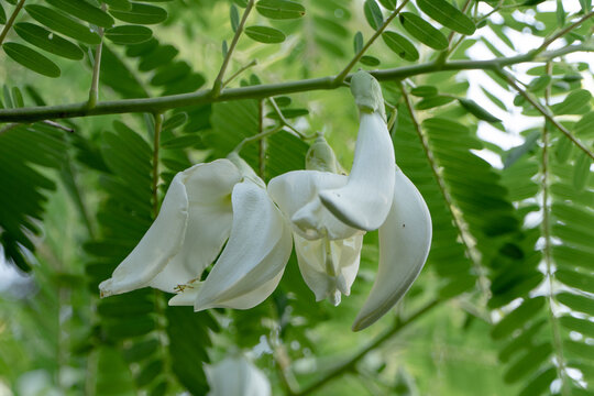 Vegetable hummingbird white flowers image