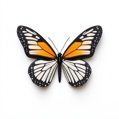 Fototapeta premium Stunning Monarch Butterfly with Vibrant Orange and Black Wings Displayed on White Background