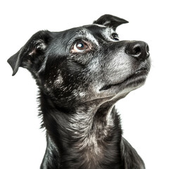 Senior Black Dog Looking Up