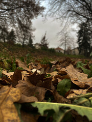 Fototapeta premium autumn in the forest
