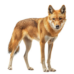 Obraz premium Red Wolf Standing on White Background