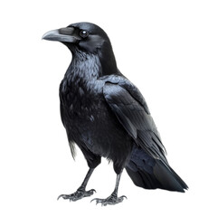Fototapeta premium Majestic Raven Isolated on White Background.