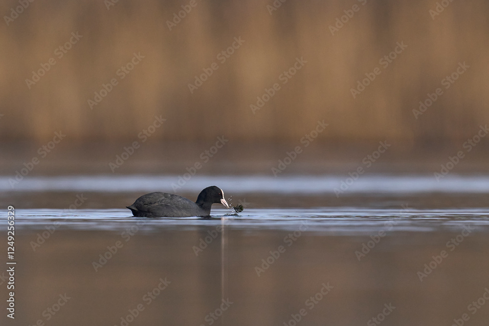 Sticker Eurasian coot (Fulica atra) swimming on a lake on the Somerset Levels in Somerset, England, United Kingdom.  