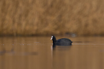 Eurasian coot (Fulica atra) swimming on a lake on the Somerset Levels in Somerset, England, United Kingdom.  