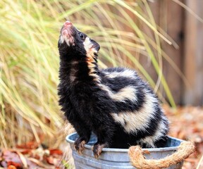 Eastern Spotted Skunk Looking Up: Another captivating angle of an eastern spotted skunk, looking...