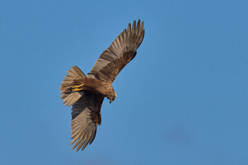Marsh Harrier (Circus aeruginosus) hunting over a reedbed in the Somerset Levels in the United Kingdom