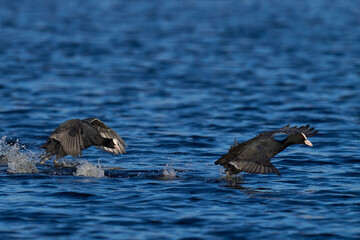 Eurasian coot (Fulica atra) chasing each other on a lake on the Somerset Levels in Somerset, England, United Kingdom.  