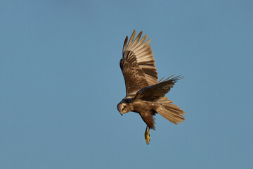 Marsh Harrier (Circus aeruginosus) hunting over a reedbed in the Somerset Levels in the United Kingdom