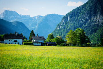Rapsfeld at the Alps in spring time, Austria