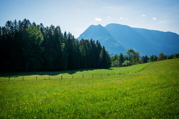 Rapsfeld at the Alps in spring time, Austria