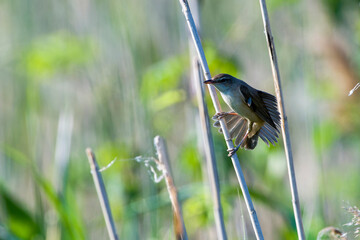 Teichrohrsänger (Acrocephalus scirpaceus) im Schilf	
