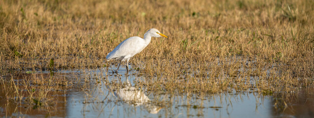 Horizontal banner with cattle egret (bubulcus ibis) foraging in a shallow wetland with golden sunlight. The white bird walks through the water, creating a beautiful reflection on the surface.
