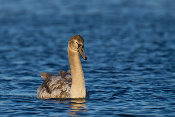 Nearly full grown Mute Swan cygnets (Cygnus olor) swimming on a lake on the Somerset Levels in Somerset, England, United Kingdom  