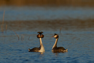 Obraz premium Great Crested Grebe (Podiceps cristatus) courtship dance with weed on a lake in the Somerset Levels, Somerset, United Kingdom.