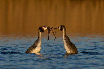 Great Crested Grebe (Podiceps cristatus) courtship dance with weed on a lake in the Somerset Levels, Somerset, United Kingdom.