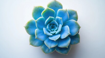 Vibrant Blue Succulent Plant on White Background for Aesthetic Design