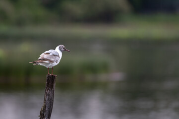 Larus ridibundus - Black-headed Gull - Mouette rieuse