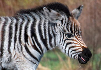 Portrait of a young Plains zebra (Equus quagga).