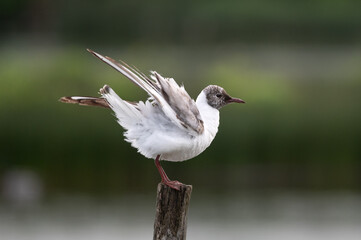 Larus ridibundus - Black-headed Gull - Mouette rieuse