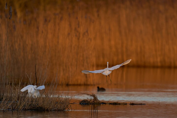 Little Egrets (Egret garzetta) squabbling on the edge of a reedbed of the Somerset Levels in Somerset, United Kingdom.
