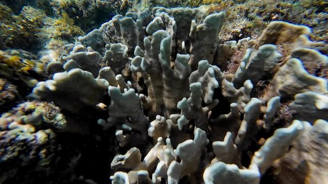 Snorkelling Scuba Diving Action Camera Tropical Crystal Clear Waters Coral Reef Fish Anemones Star Fish Crown of Thorns Sea Grass Philippines Asia Tubod Marine Reserve Siquijor 